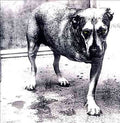 Alice In Chains - Alice in Chains (CD) | Mint (M) Mint (M)-Classic Vinyl Record