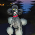 Hit Bargain - A DOG A DEER A SEAL |-Classic Vinyl Record