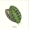 Dam Swindle - Come Back (GREEN VINYL 12" Aus Music AUS200B 2024) | NEW-Classic Vinyl Record