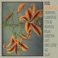 Xylitol - Blumenfantasie (VINYL) |-Classic Vinyl Record