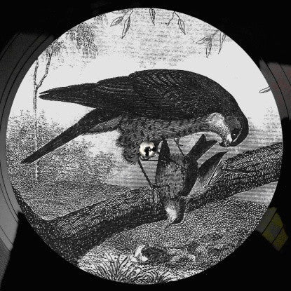 Karma Kid - Bird Of Prey | Mint (M) Mint (M)-Classic Vinyl Record