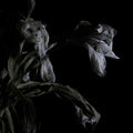Cavernlight - As We Cup Our Hands and Drink From the Stream of Our Ache (Vinyl) | Mint (M) Mint (M)-Classic Vinyl Record