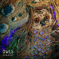 Owls - Rare Birds |-Classic Vinyl Record