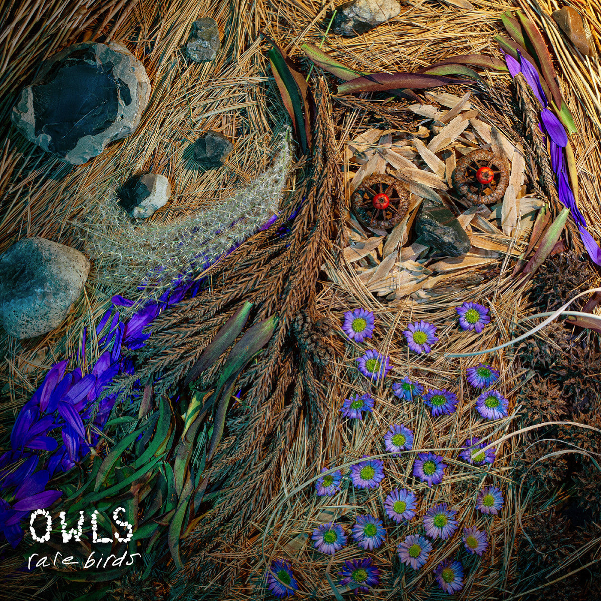 Owls - Rare Birds |-Classic Vinyl Record