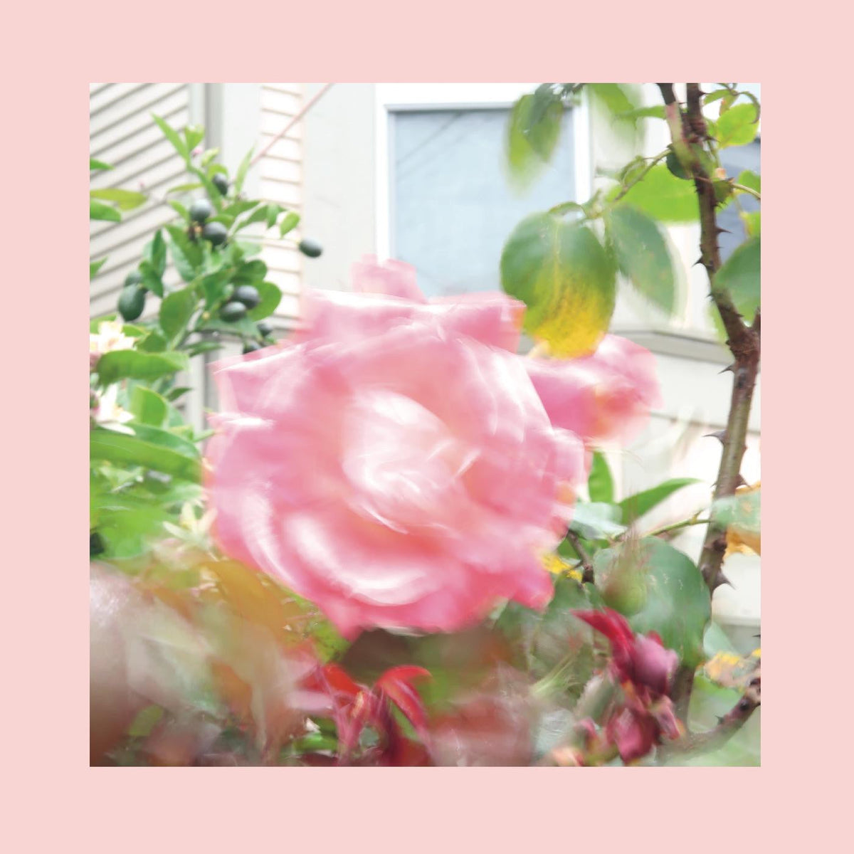 Reds, Pinks & Purples, The - Summer At Land's End (CD) |-Classic Vinyl Record